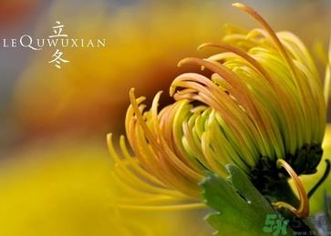 立冬可以栽树吗?立冬栽树树会死吗? 立冬可以栽树吗?立冬栽树树会死吗?