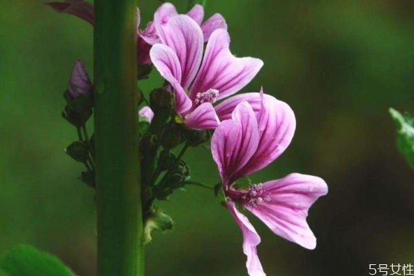 锦葵的花语是什么呢 锦葵的种植要注意什么呢