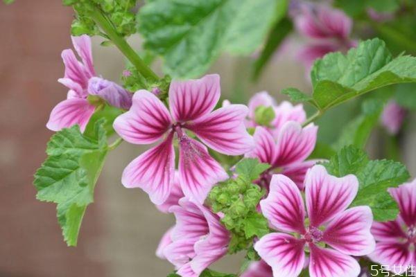 锦葵的花语是什么呢 锦葵的种植要注意什么呢 锦葵的花语是什么呢 锦葵的种植要注意什么呢