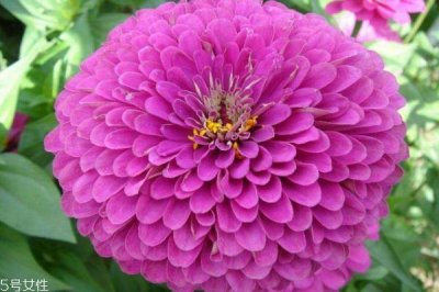 ​什么是百日草呢 百日草有什么用呢