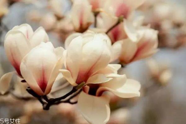 玉兰是怎么样的植物呢 玉兰花有什么作用呢 玉兰是怎么样的植物呢 玉兰花有什么作用呢