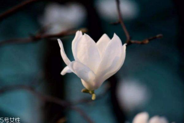 玉兰是怎么样的植物呢 玉兰花有什么作用呢 玉兰是怎么样的植物呢 玉兰花有什么作用呢