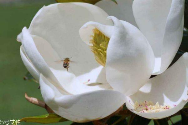 玉兰是怎么样的植物呢 玉兰花有什么作用呢 玉兰是怎么样的植物呢 玉兰花有什么作用呢