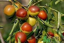 老人吃冬枣好吗?老人吃冬枣的好处有哪些? 老人吃冬枣好吗?老人吃冬枣的好处有哪些?