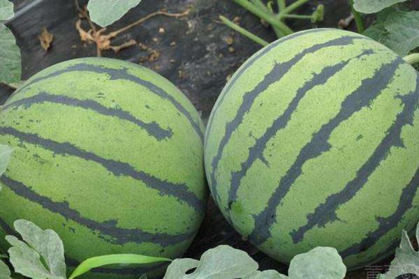 西瓜里面有白色的筋能吃吗 西瓜的作用 西瓜里面有白色的筋能吃吗 西瓜的作用