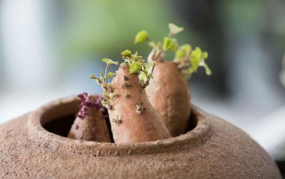 ​吃烤红薯的好处和坏处 红薯蒸得里面还是有点硬能吃吗