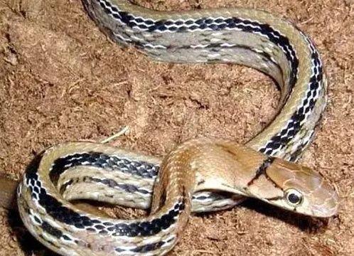 农村老人精通招蛇术,打坐念咒画圈圈,毒蛇立刻纷涌而来