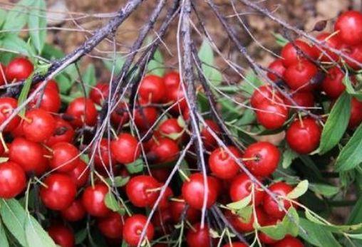 农村小伙种植走红的“钙果”,想着种植野果子致富,亏了好几万