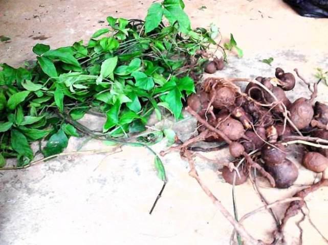 农村有种你找不到却满地都是的草,却是天然的“抗癌药”