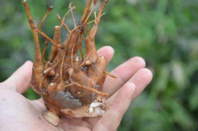 农村有种你找不到却满地都是的草,却是天然的“抗癌药”