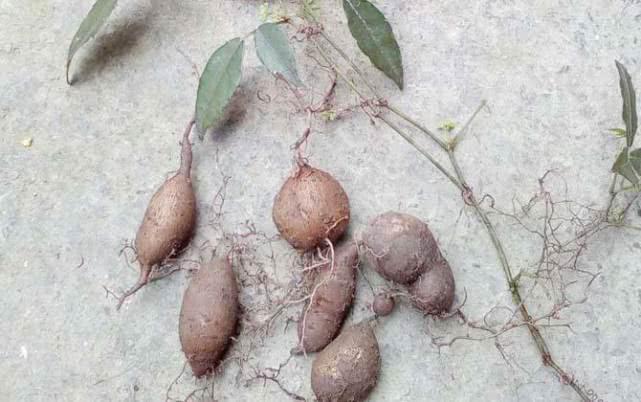 农村有种你找不到却满地都是的草,却是天然的“抗癌药”