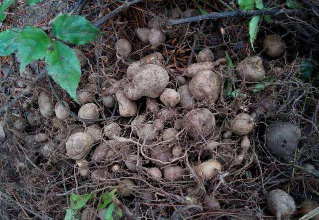 农村有种你找不到却满地都是的草,却是天然的“抗癌药”