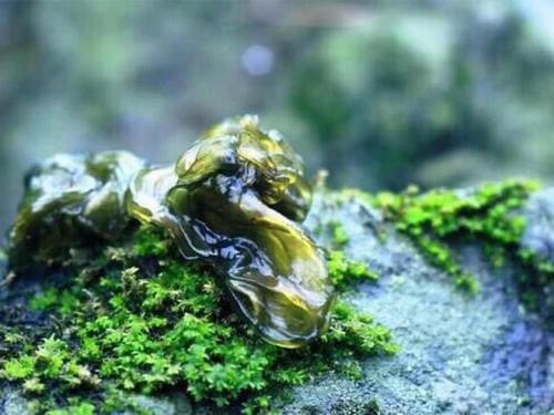 农村打雷下雨过后才出现的野菜,营养价值高!在城里有钱买不着