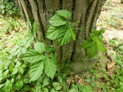 ​农村山林里的野草，老农叫“长寿草”，价值珍贵，100一斤