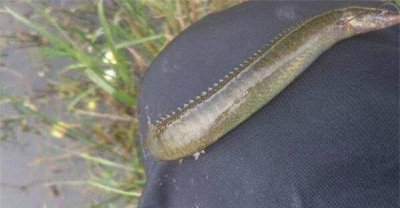 ​农村的贪吃鱼，身上藏着很多刀，不能随意捕捉，几近绝迹