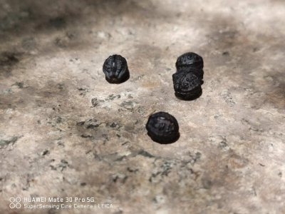 ​紫茉莉有毒吗