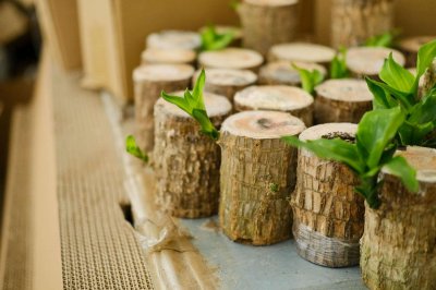 ​巴西木怎么过冬