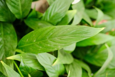 ​一帆风顺怎么修剪，一帆风顺叶子蔫了还能活吗