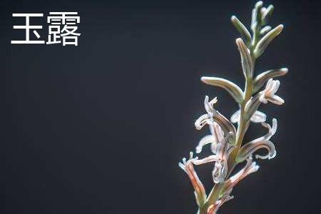 玉露花朵 玉露花朵