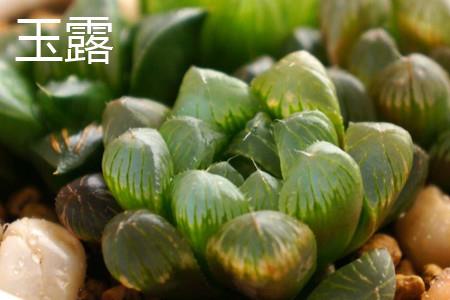 玉露叶子 玉露叶子