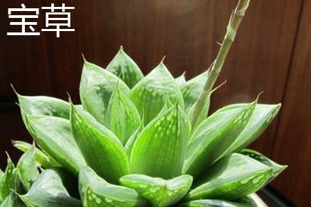 宝草植株 宝草植株