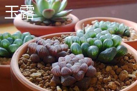 玉露植株 玉露植株