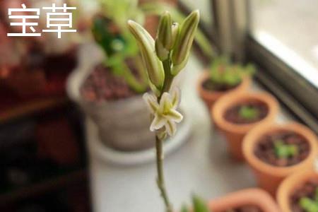 宝草花朵 宝草花朵