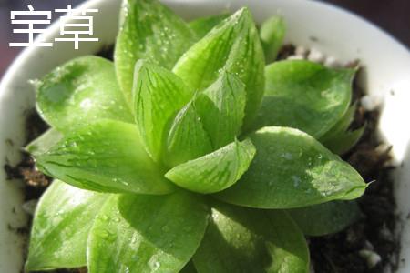 宝草叶片 宝草叶片