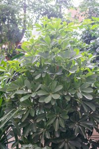 ​怎么让鸭掌木多分枝，怎么修剪造型