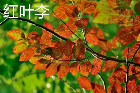 红叶李花 红叶李花