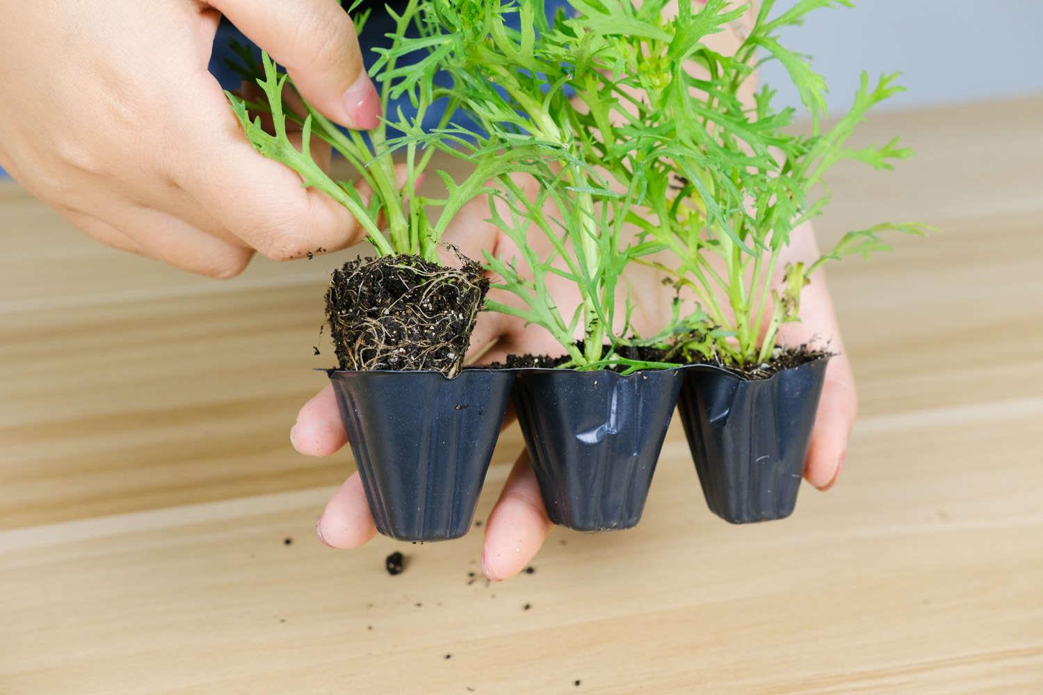 玛格丽特 玛格丽特