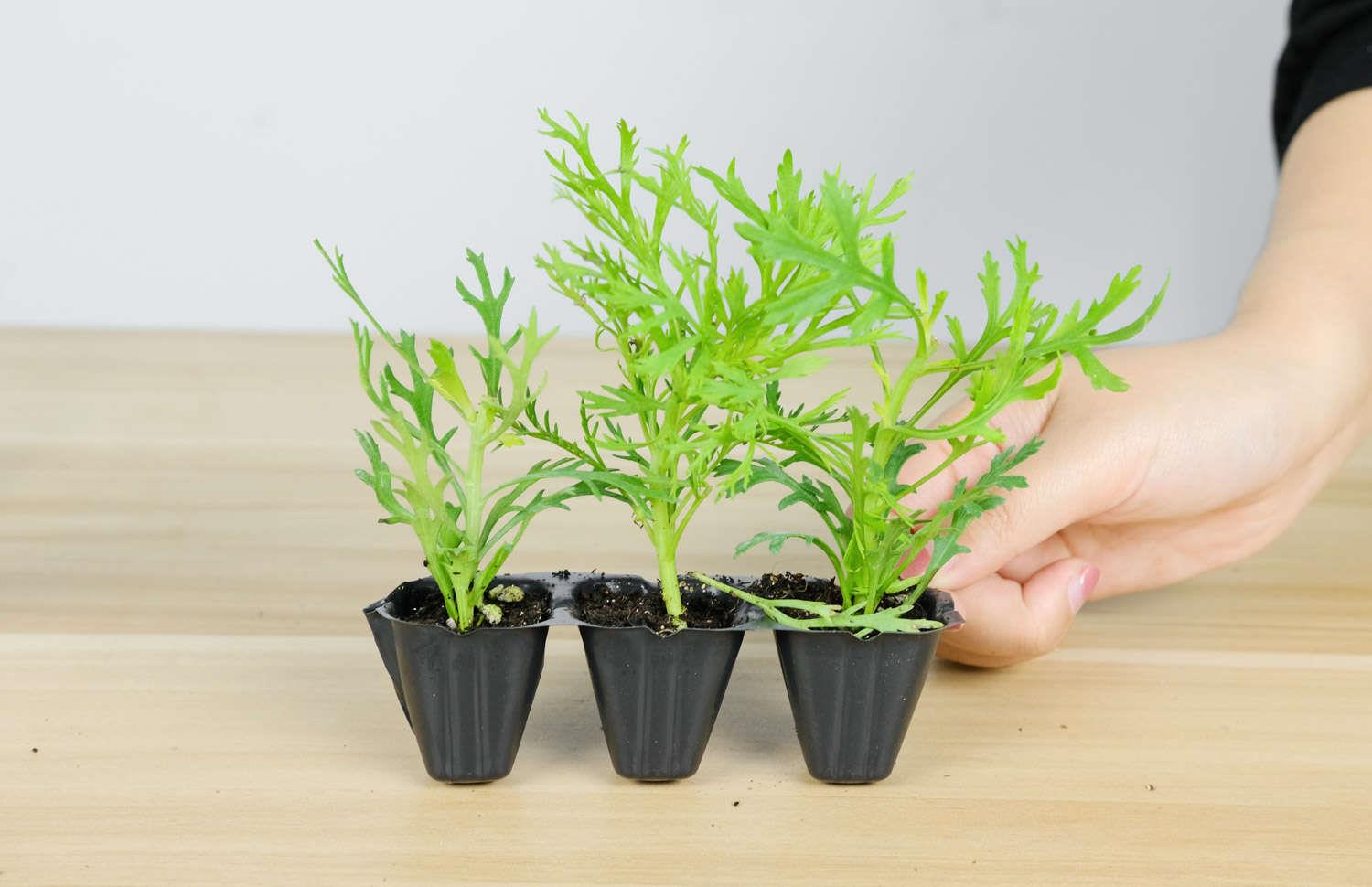 玛格丽特 玛格丽特