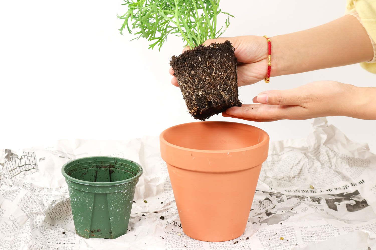 玛格丽特 玛格丽特