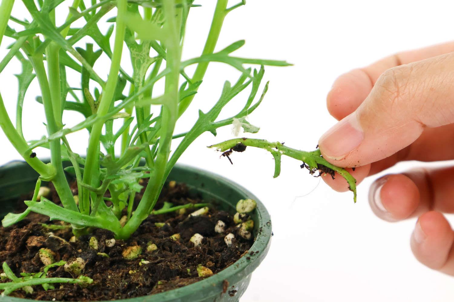 玛格丽特 玛格丽特