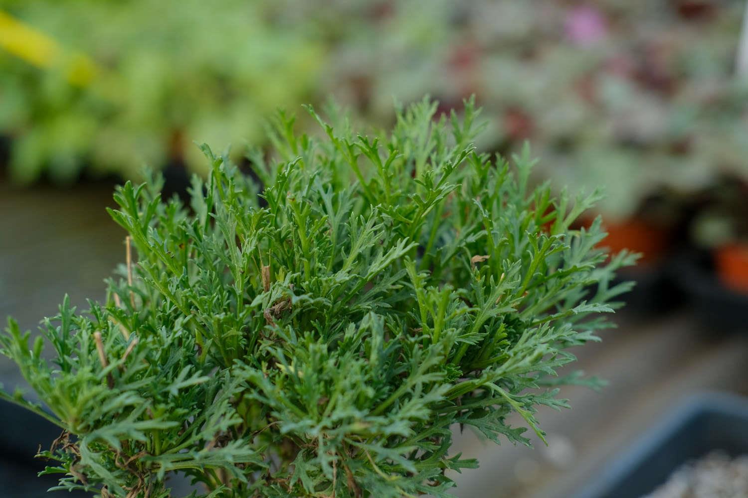 玛格丽特 玛格丽特