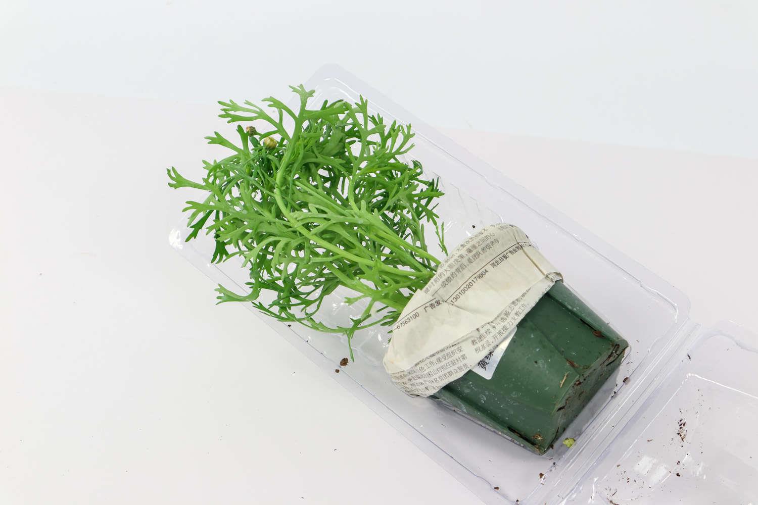 玛格丽特 玛格丽特