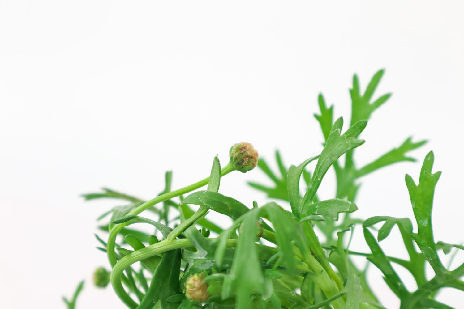 玛格丽特 玛格丽特