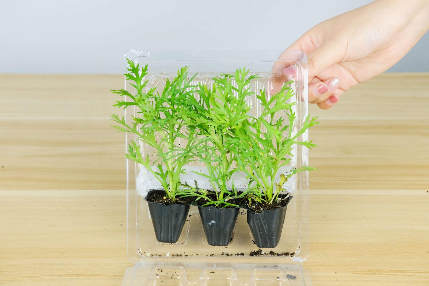 玛格丽特 玛格丽特