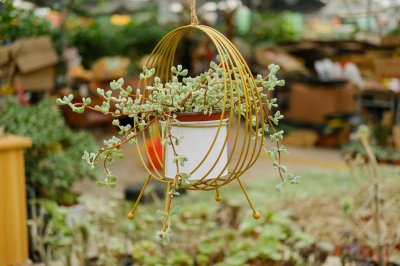 ​十大皮实好养多肉，最容易养的多肉排名