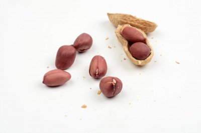 ​1粒花生扔盆里，长大竟比绿萝还美，1棵结了50个果！