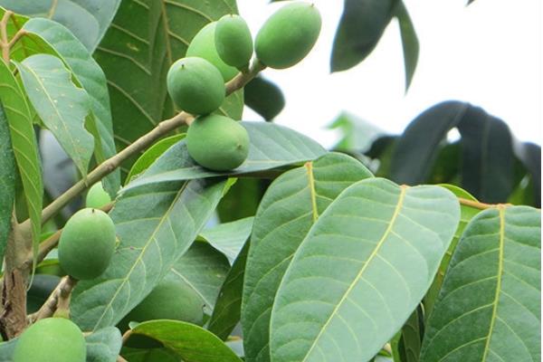 橄榄能直接吃吗 最简单的吃法 橄榄能直接吃吗 最简单的吃法