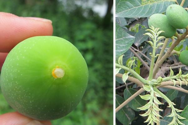 橄榄能直接吃吗 最简单的吃法 橄榄能直接吃吗 最简单的吃法