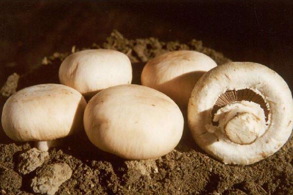 蘑菇有毒无毒怎么区分 蘑菇怎么吃不会中毒 蘑菇有毒无毒怎么区分 蘑菇怎么吃不会中毒