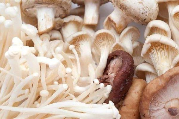 蘑菇有毒无毒怎么区分 蘑菇怎么吃不会中毒 蘑菇有毒无毒怎么区分 蘑菇怎么吃不会中毒