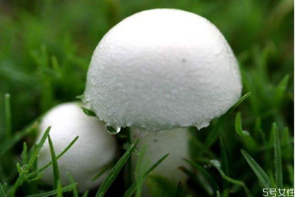 什么是草菇呢 草菇应该怎么吃呢 什么是草菇呢 草菇应该怎么吃呢