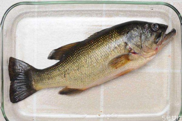 吃海鲈鱼有什么好处呢 海鲈鱼怎么做好吃呢 吃海鲈鱼有什么好处呢 海鲈鱼怎么做好吃呢