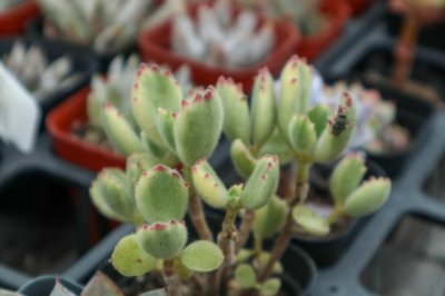 ​新买的熊童子怎么养