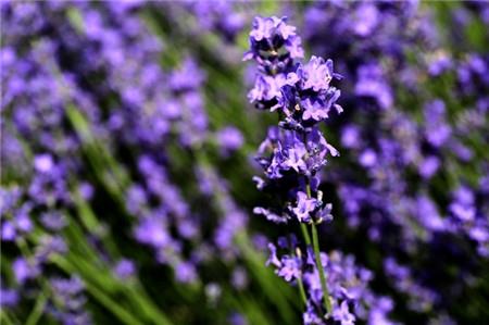 薰衣草的生长习性 薰衣草的生长习性