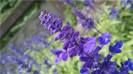 鼠尾草的花 鼠尾草的花