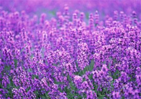 薰衣草的花 薰衣草的花